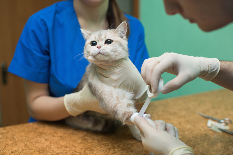 Rare Bird Flu Strikes Cats What You Need to Know Live Science