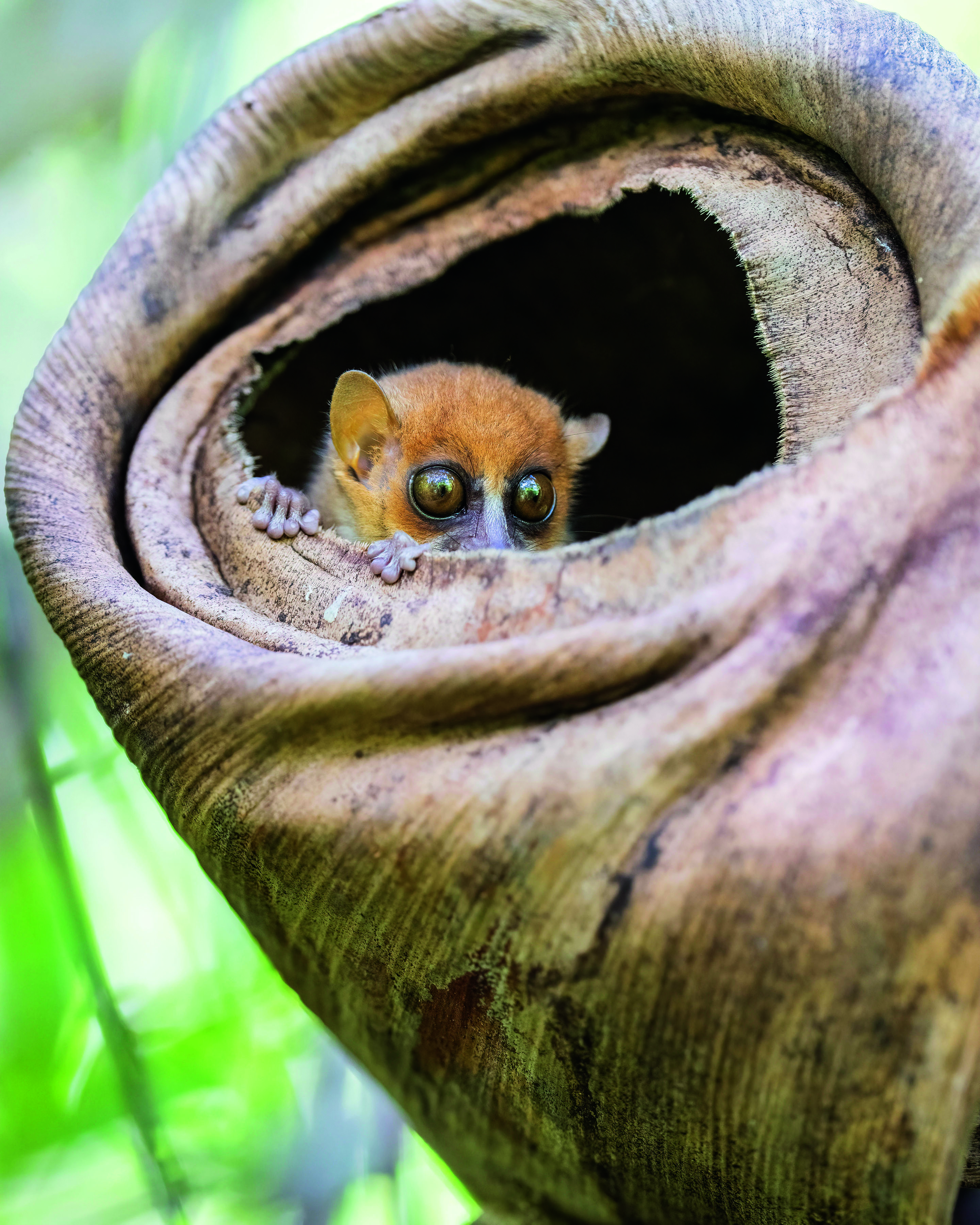 Time + Tide Tsara Komba