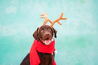 dog Christmas outfit