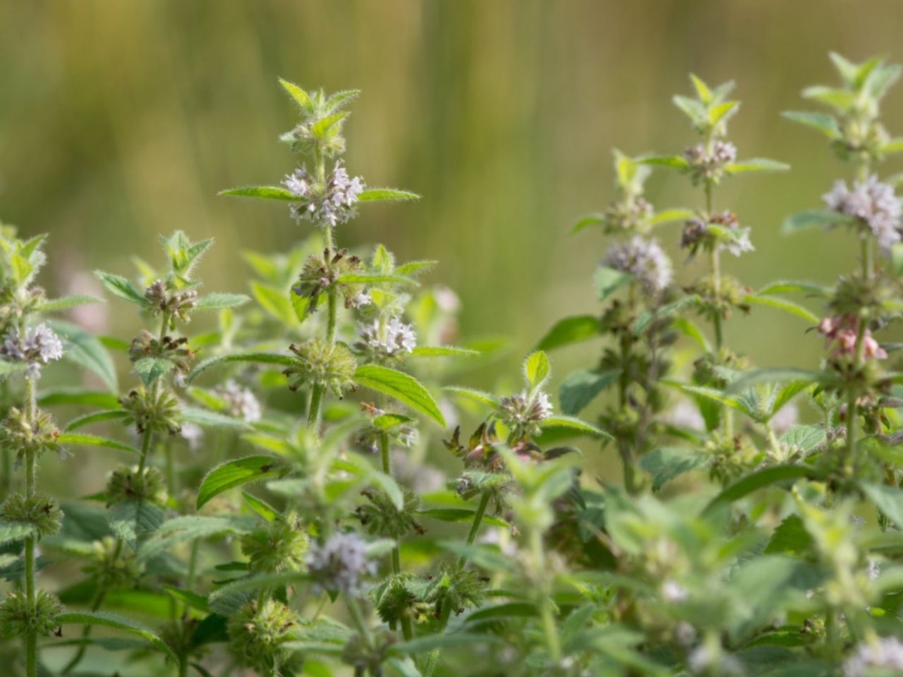 Wild Field Mint