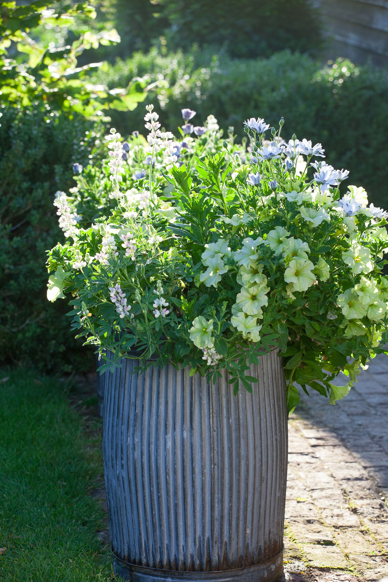 How to grow petunias add easy summer color to your garden Gardeningetc