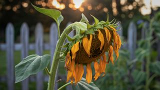 Wilted sunflower