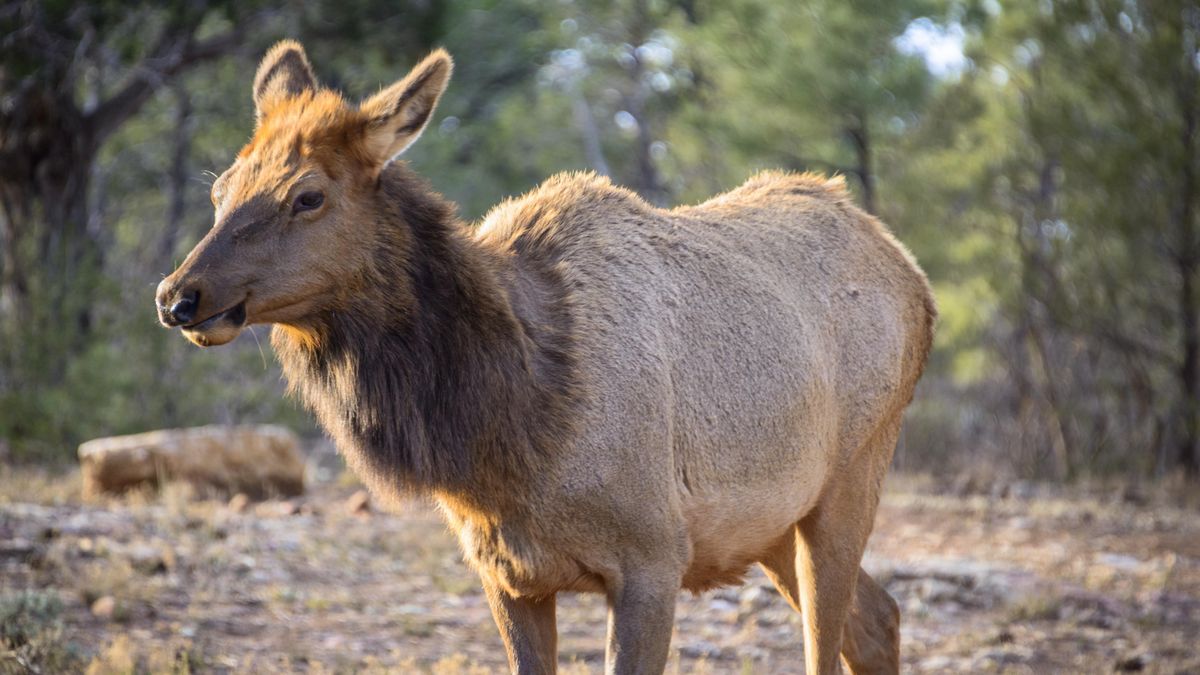 Hiker tries to snap close-up photos of elk at Grand Canyon National ...