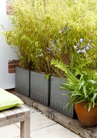 How to grow bamboo: Trio of planters with bamboo