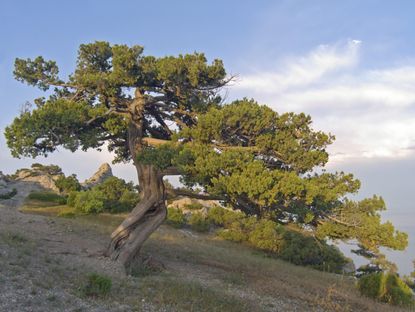 Large Juniper Tree