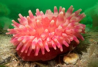 Dahlia anemone off the coast of Scotland.
