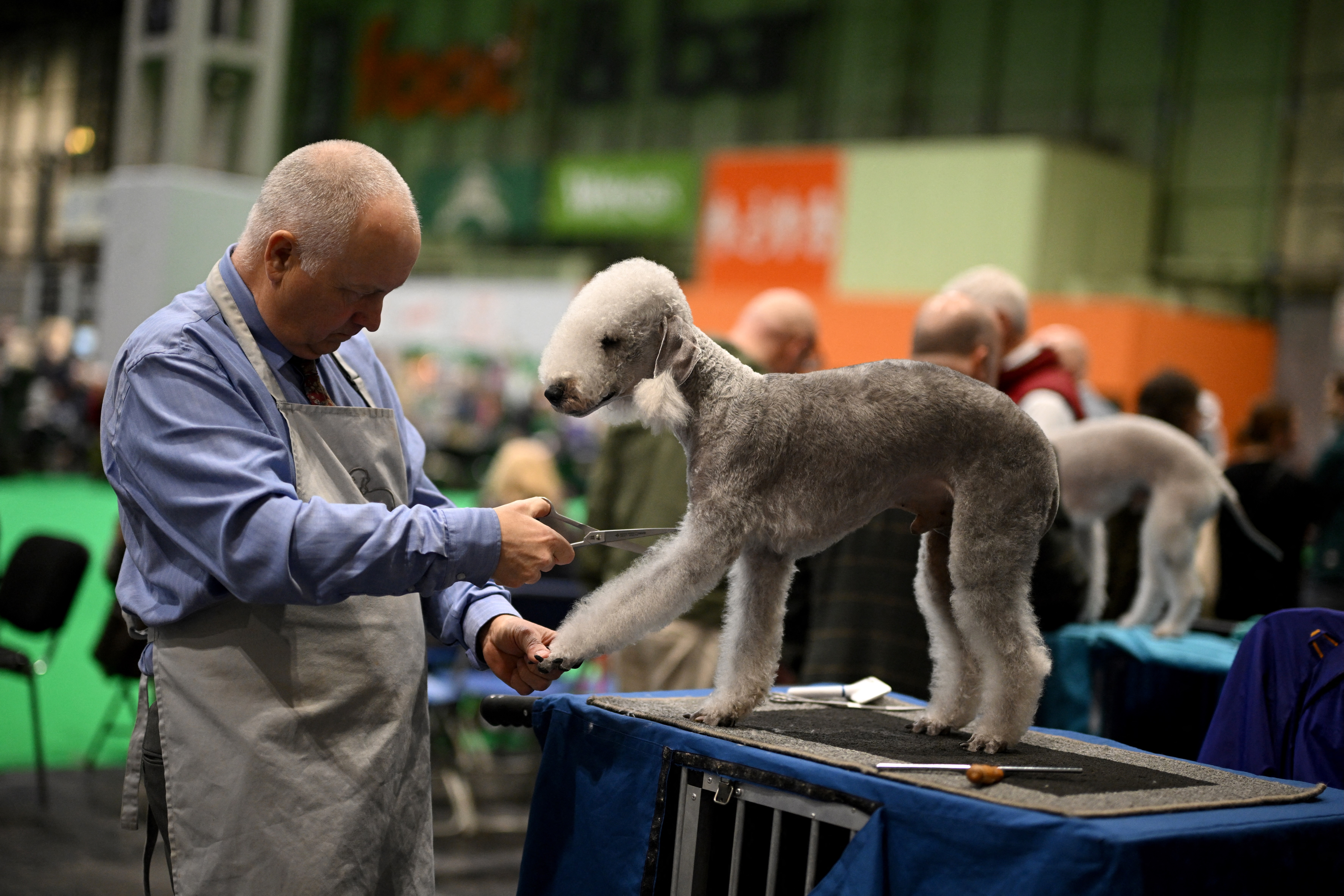 Dogs being groomed at Crufts