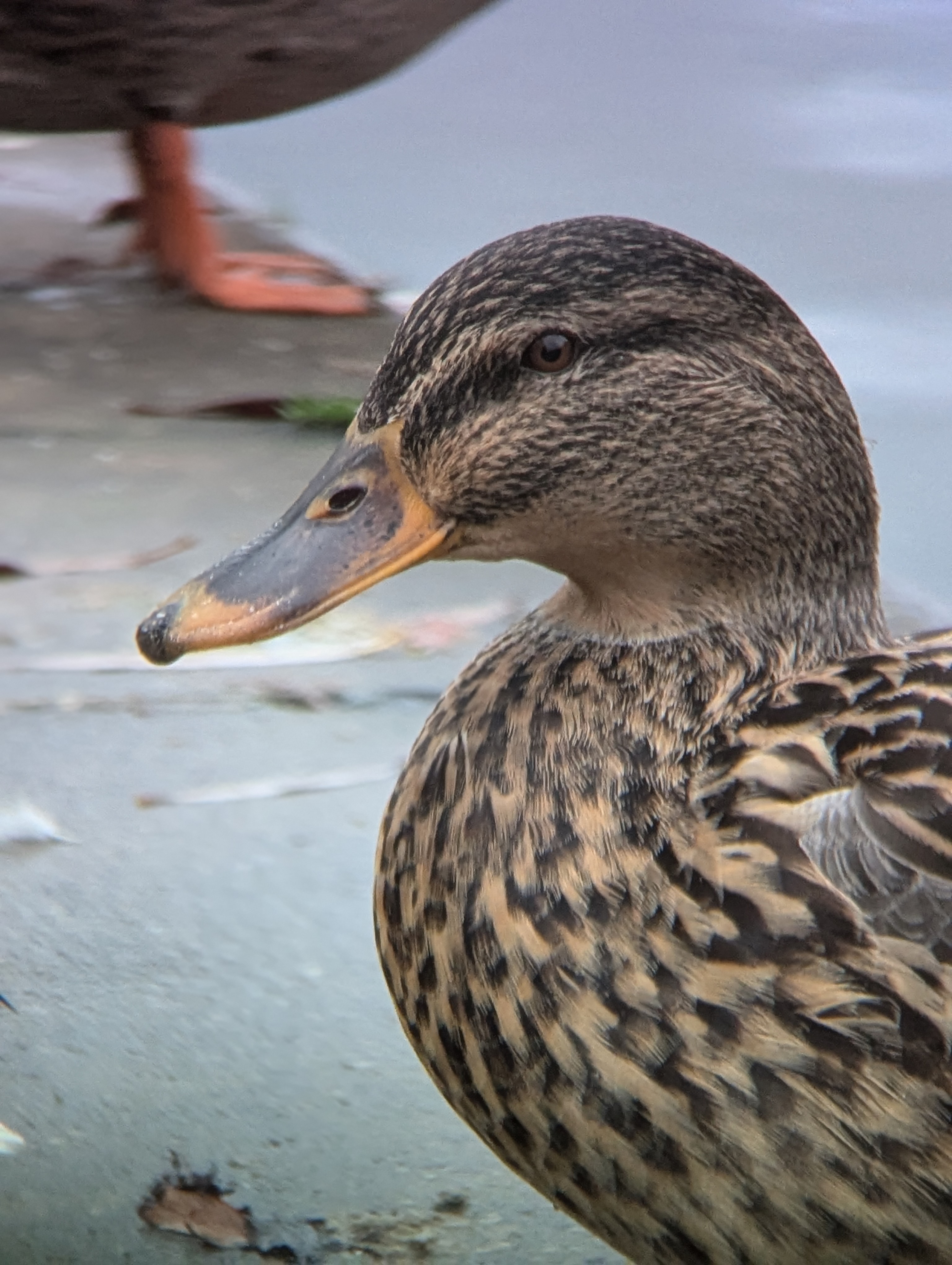 A photo of a duck taken with an Apexel TM6 TeleMacro lens