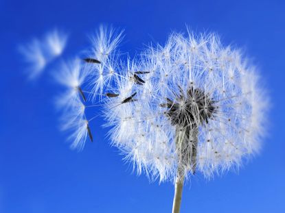 Best-Hay-Fever-Remedies.jpg