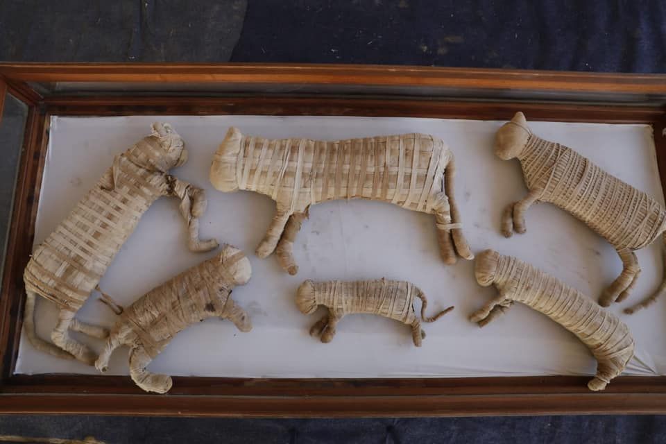Several small cat mummies were found in the tomb.