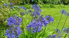 Blue flowers of agapanthus in a garden border next to a lush green lawn