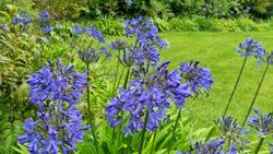 When do gladiolus bloom? Discover the answers here Homes and Gardens