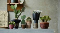 A row of potted cacti on a stone countertop