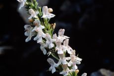 Winter savory flowers (Satureja montana)