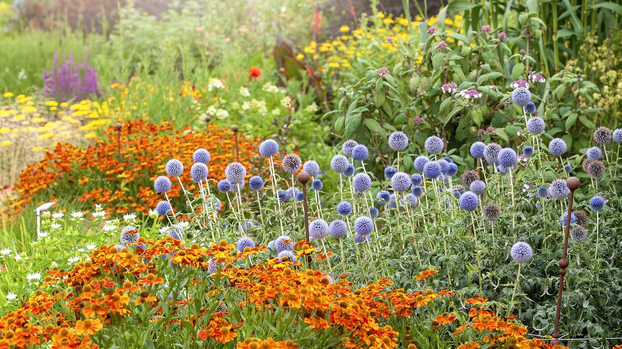 Colorful summer garden border