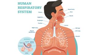 Diagram of the human respiratory system