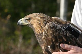 golden-eagle-tracking-b-101027-02