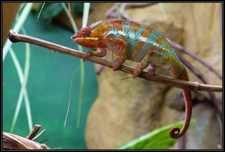 A panther chameleon on a branch.