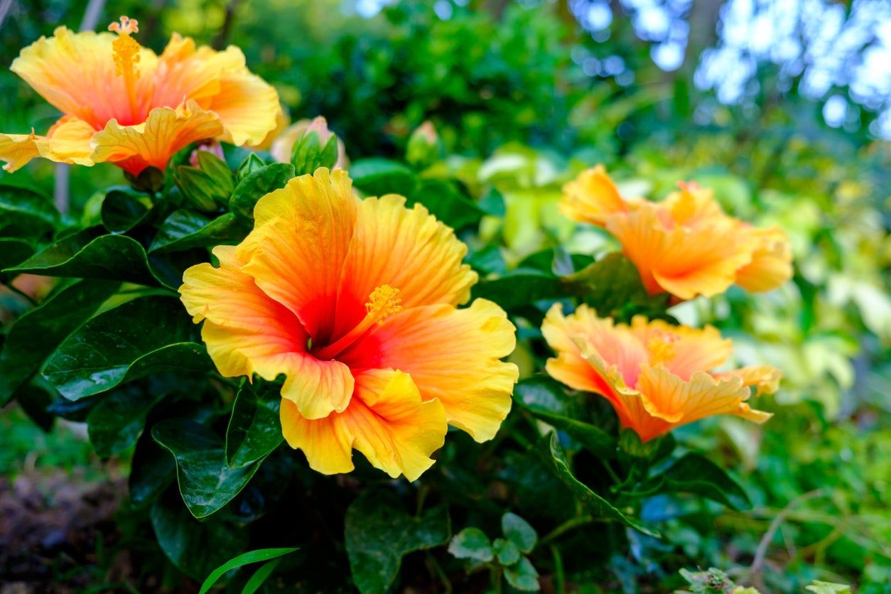 Yellow-Orange Hibiscus Flowers