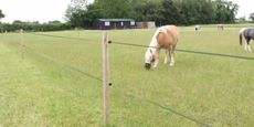 grazing-muzzle.jpg