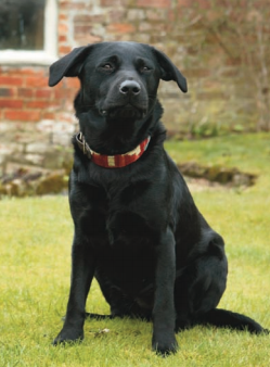 Dog in embroidered collar