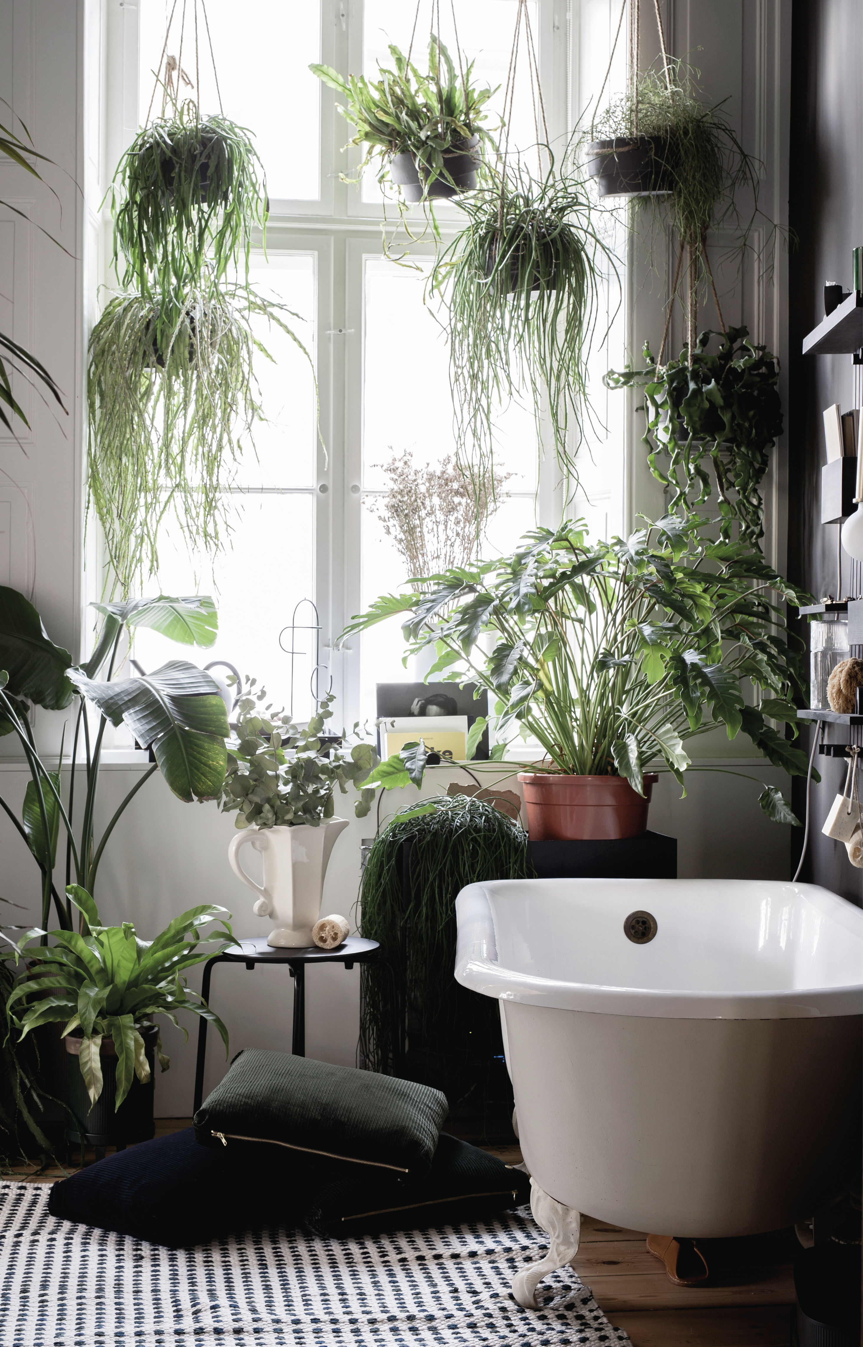 Bathroom filled with houseplants