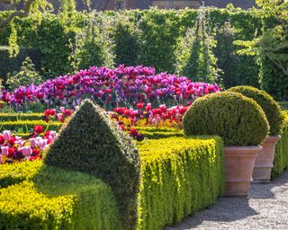 tiered tulip displays in box parterre at arundel castle gardens in spring