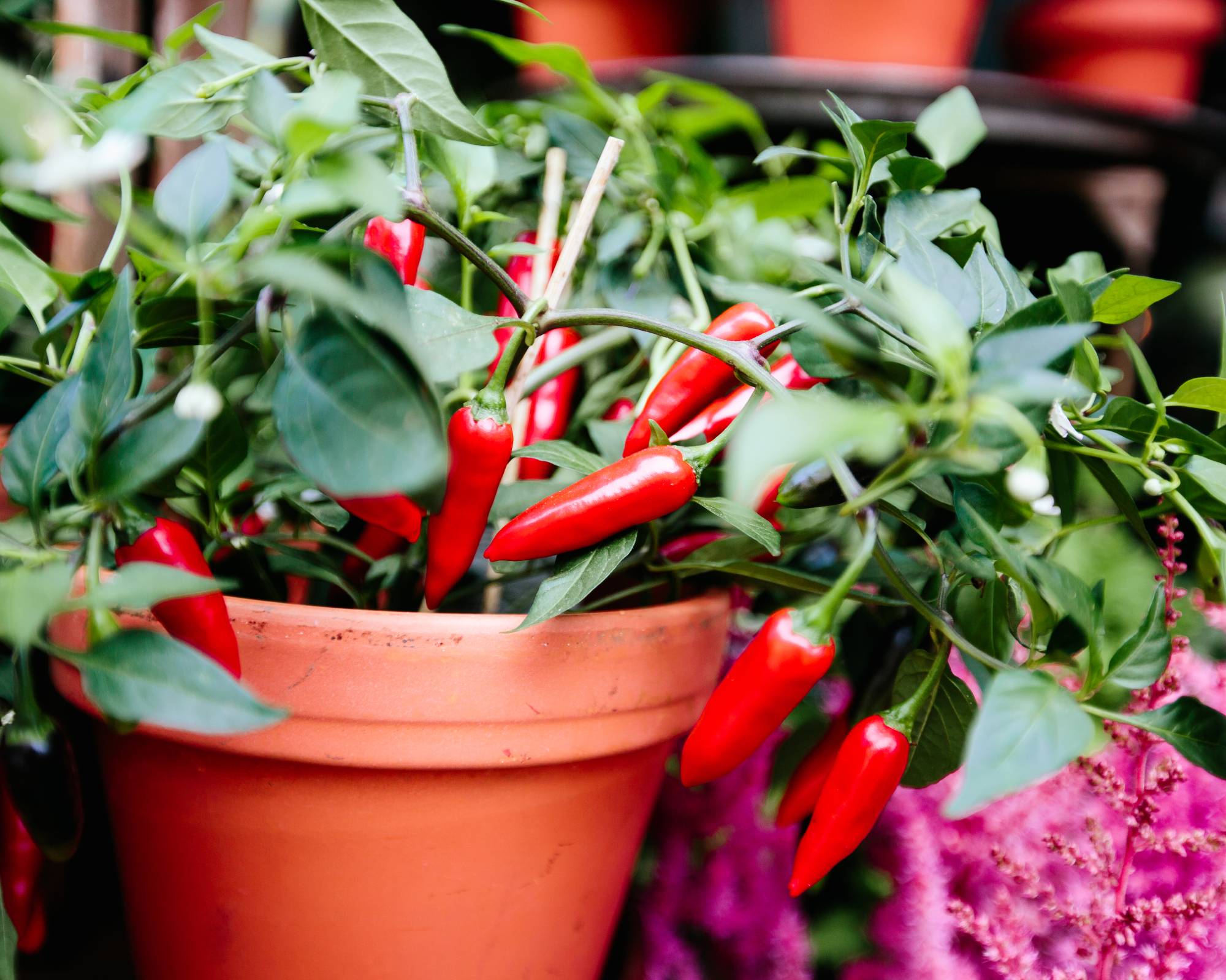 Potted chilis peppers as an example of overwintering peppers