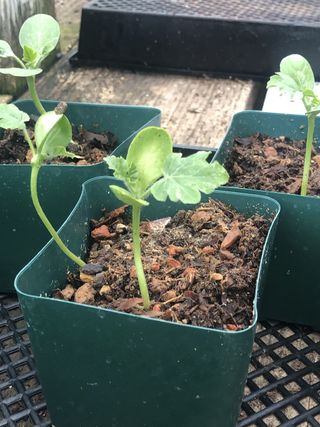 cantaloupe melon seedlings growing in a pot