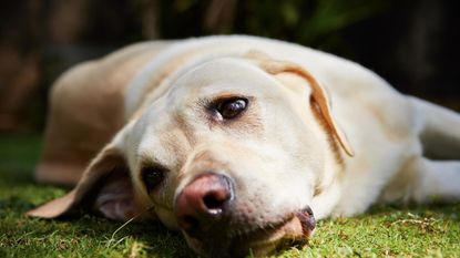The YouTube channel to help anxious pets: Labrador retriever is lying on the grass