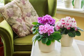 Three pots of African violent houseplants with pink petals on a coffee table with a green chair in the background