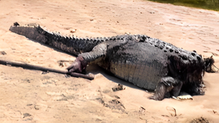 A crocodile which has had its head torn off is displays gruesome injuries lies dead on a sandy beach.
