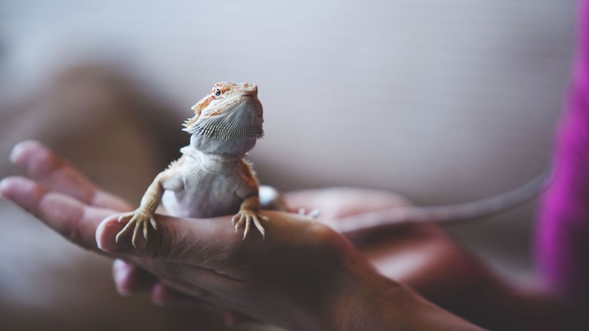 Bearded dragon sitting on owner&#039;s hand