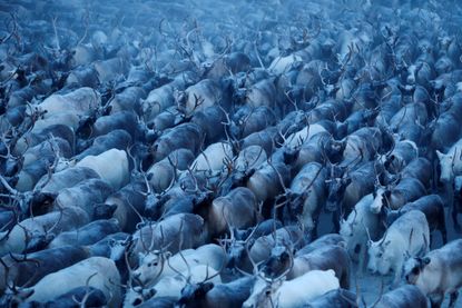 A herd of reindeer on Nov. 28, 2016.