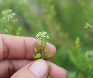 peppergrass flowers being harvested