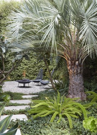 narrow garden ideas with palm tree and paving