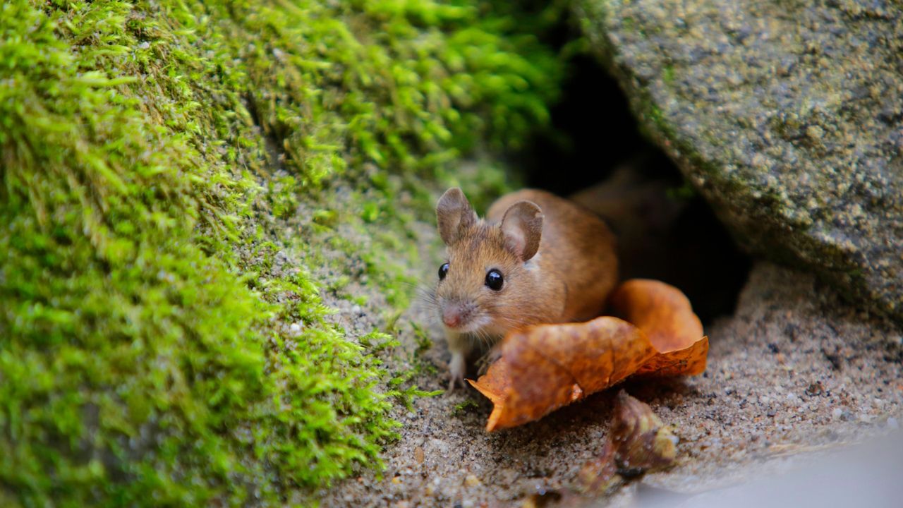 Mouse repellent plants