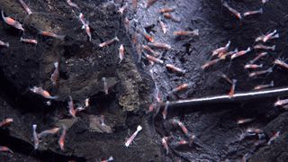 Shrimp feed on microbes from diffuse venting within tens of meters of eruptive activity. The metal wand is collecting the diffuse fluids.