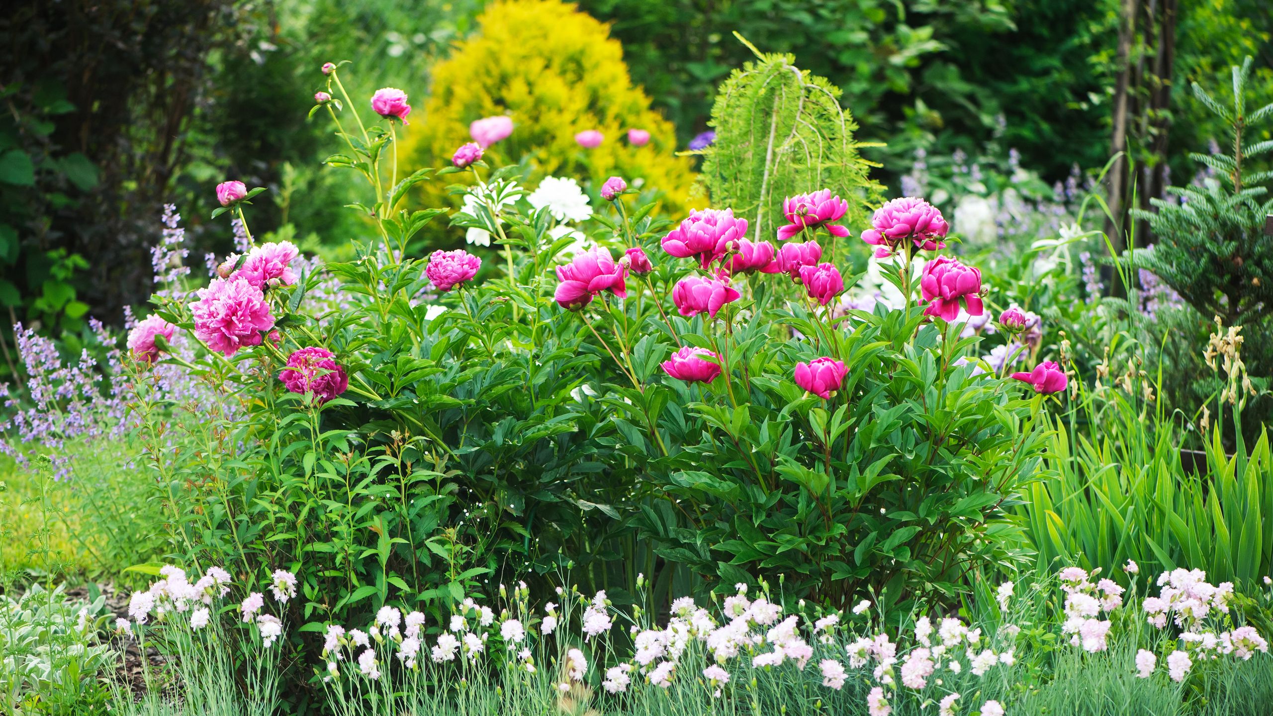 Should you deadhead peonies? Experts reveal how you can get the most