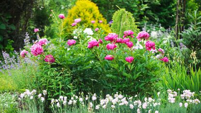 Pink peonies growing in flowerbed