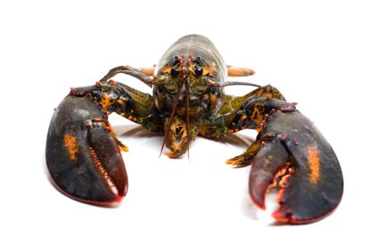 The dispute boiled down to a question, do lobsters crawl or swim?