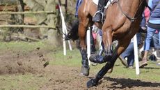 HorsePoplar13pn124.jpeg
