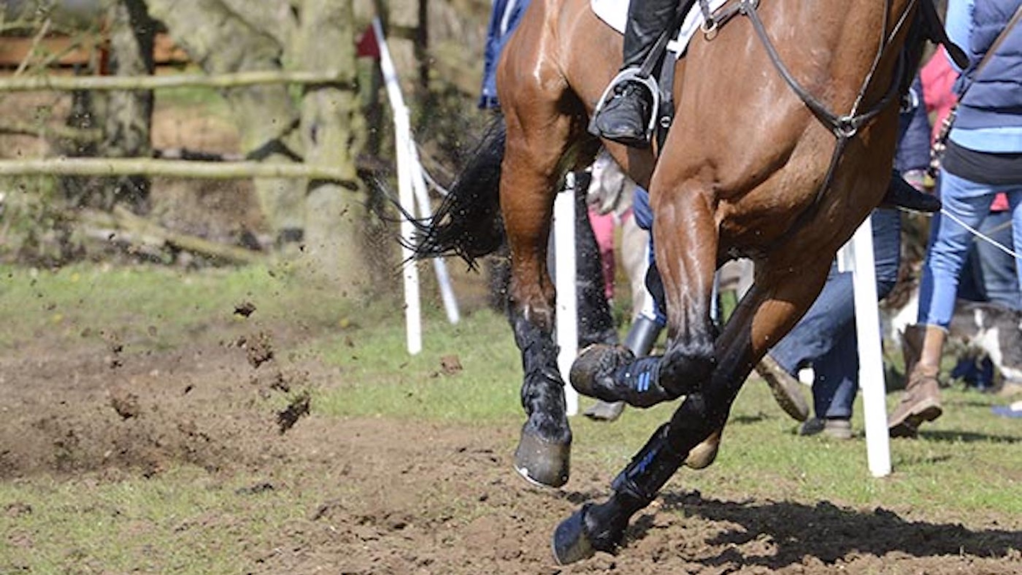 HorsePoplar13pn124.jpeg