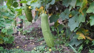 picture of courgette growing in a garden