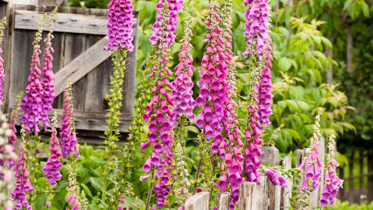 Digitalis purpurea in flower next to a wooden fence