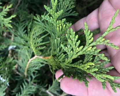 Green giant arborvitae care and growing guide | Gardeningetc