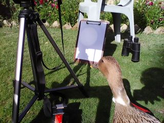 Physics lecturer Mohammad Baqir and his pet duck observed the May 9, 2016 Mercury transit using safe projection techniques.