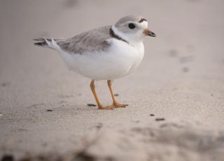 a tiny piping plover shorebird on the sand looking at camera