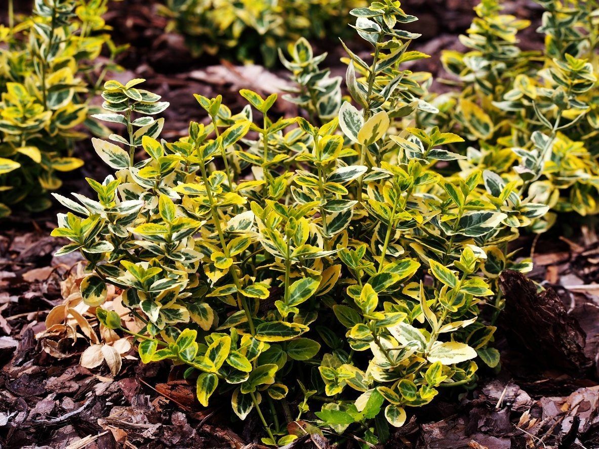 euonymus variety