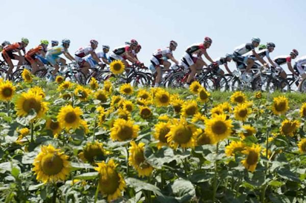 Sunflowers in Austria